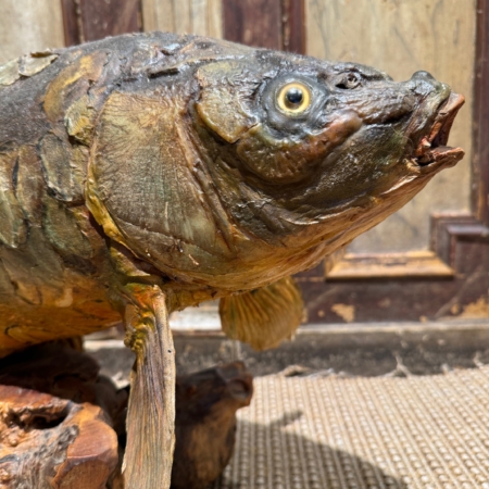 Carpa disecada de origen francés