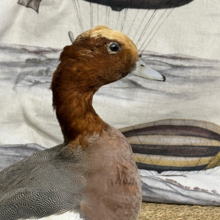 Taxidermia antigua para coleccionistas