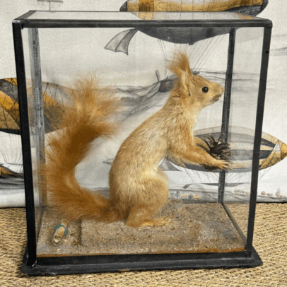 Ardilla taxidermizada en urna de cristal antigua con base de madera