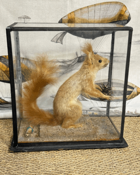 Ardilla taxidermizada en urna de cristal antigua con base de madera
