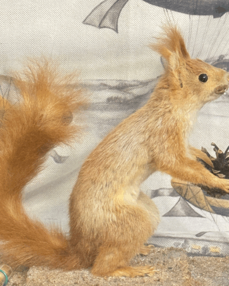 Detalle de ardilla vintage taxidermizada con piña en urna de cristal